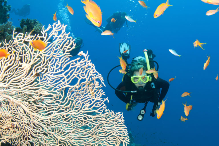 Great Barrier Reef Tipps F R Das Gr Te Korallenriff Der Erde