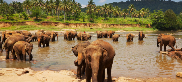 Sri Lanka Rundreise: 20 Tage Tempel, Strand und Elefanten mit Hotels & Flug nur 478€