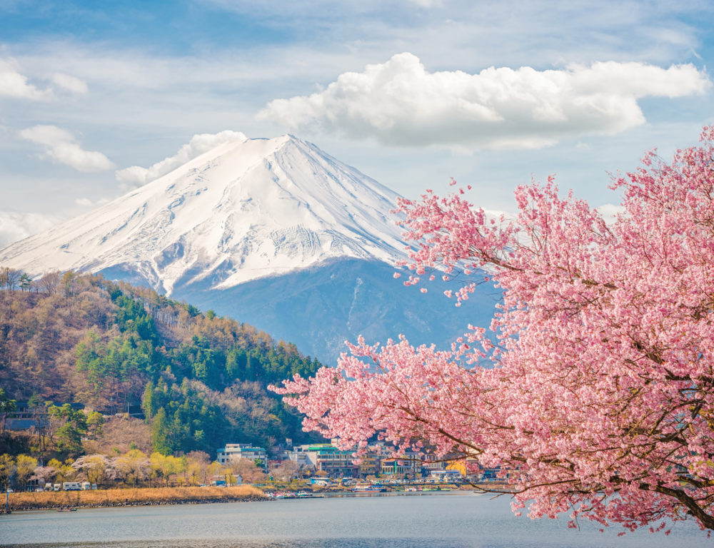 Japan Berg Baum