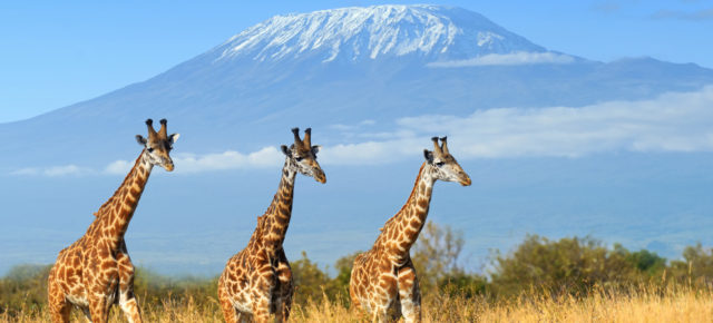 Black Week Deal: 10 Tage Kenia ins gute 4.5* Strandresort mit Halbpension, Flug & Transfer ab 1408€