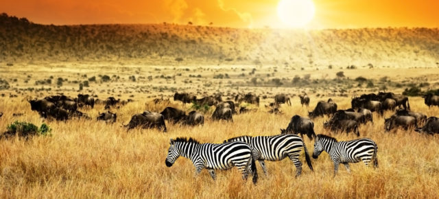 Safari & Baden: 13 Tage Kenia mit 4* Strandhotel, Lodges Vollpension, Flug, Transfer & Zug ab 2559€