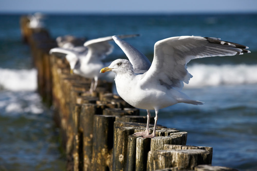 Ostsee Möve