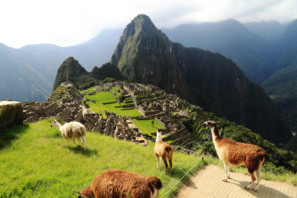 Peru Machu Picchu Lamas