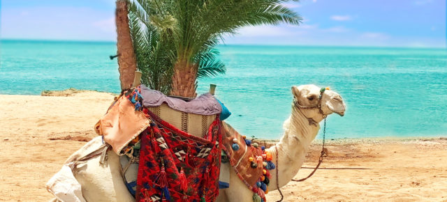 Günstiger geht’s nicht: 8 Tage Ägypten im 3* Hotel mit All Inclusive NUR 60€