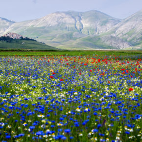 Einmaliges Naturereignis in Italien: Mohnblüte in Castelluccio