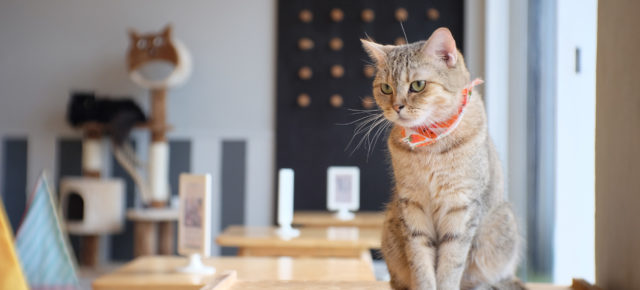 Kuscheliges Highlight: Die TOP 5 Katzencafés weltweit