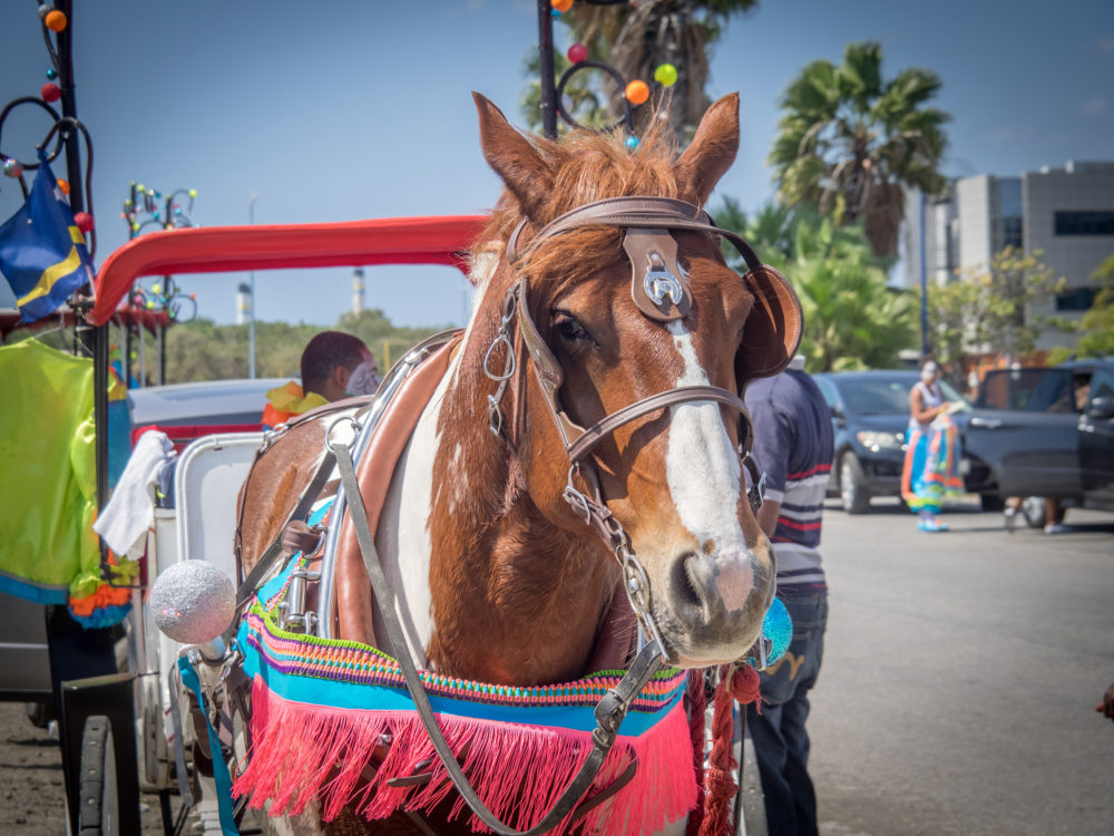 Curacao Karneval Horse Parade