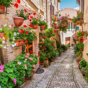 Italien Umbria Kleine Straße Pflanzen