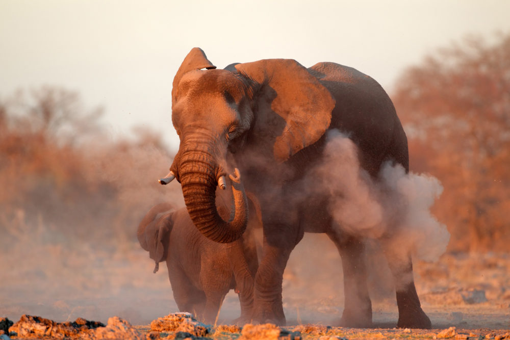 Namibia Elefant