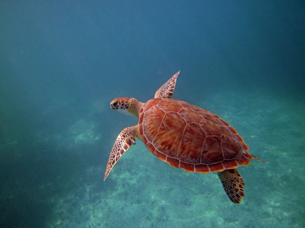 Karibik Turks Caicos Schildkröte