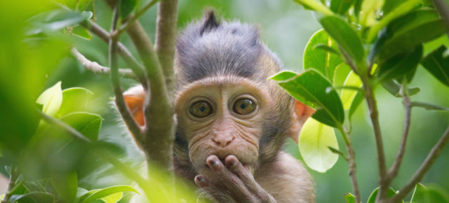 Die Top 10 der besten Zoos in Österreich