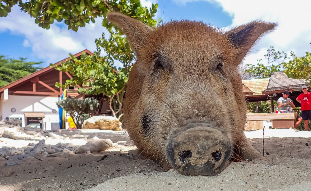 Curacao Porto Mari Schweinchen Haus