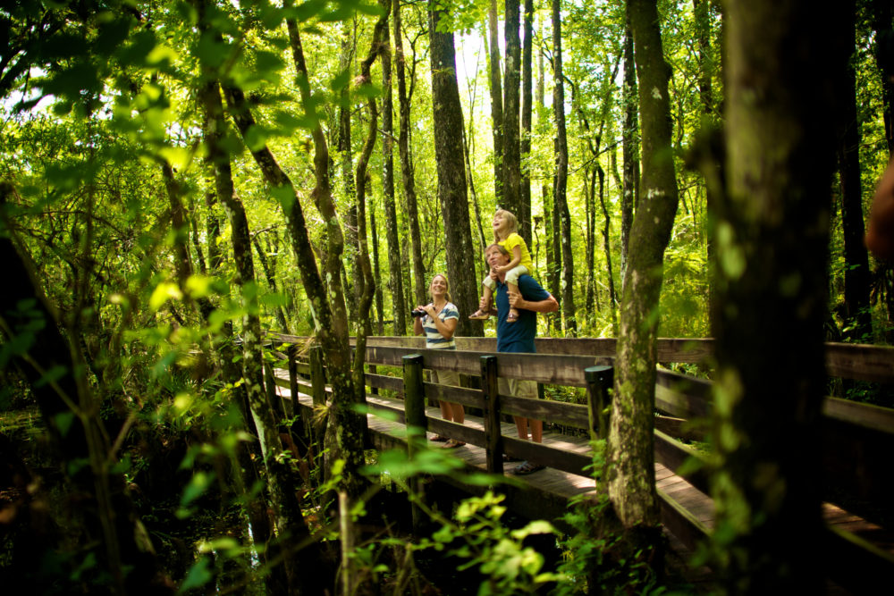 six Mile Cypress Slough Preserve (1)